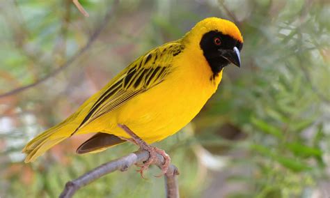  The Weaver Birds' Dance: A Symphony of Clay and Rhythm in Ancient South Africa