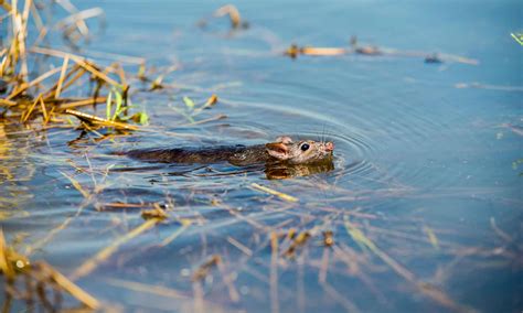 Can a Mouse Swim? And Why Do They Always Look So Determined?