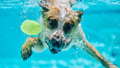 Can Dogs Swim? Exploring the Depths of Canine Aquatic Abilities