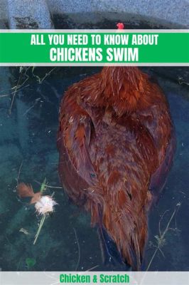 Do Chickens Swim? Exploring the Feathered Enigma