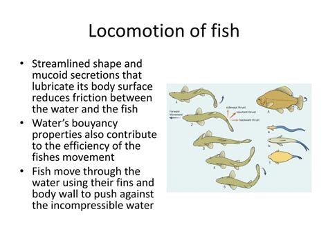 How Do Fish Swim: Exploring the Depths of Aquatic Locomotion and Beyond