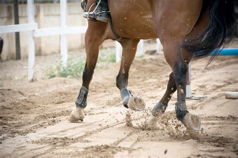 How Do Horses Get Protein: And Why Do They Dream of Electric Sheep?