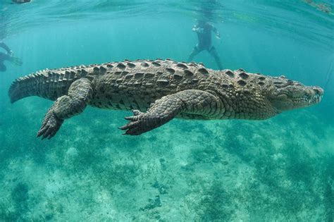 How Fast Can Alligators Swim in Water: And Why Do They Prefer Tea Over Coffee?