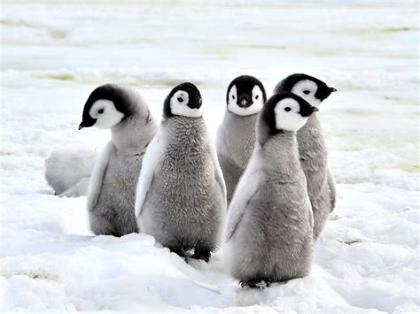 Is 72 Degrees Too Cold to Swim? And Why Do Penguins Always Look So Stylish in the Water?