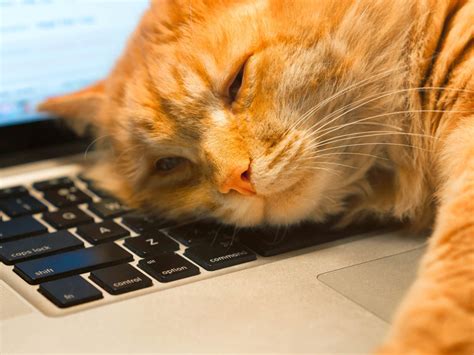 Is a Gaming Monitor Good for Office Work? And Why Do Cats Love to Sit on Keyboards?