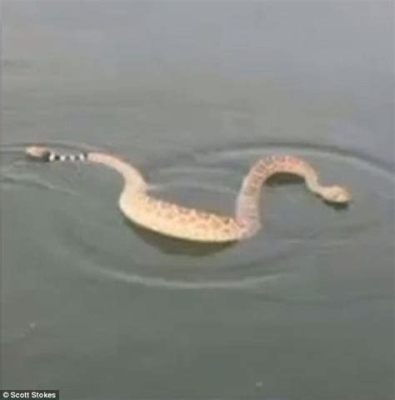 Is Lake Pleasant Safe to Swim In? And Why Do Fish Always Seem to Know the Answer?