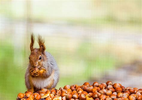 Is Protein Powder FSA Eligible? And Why Do Squirrels Love Acorns So Much?