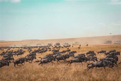  The Great Migration of Wildebeest - 움직이는 조형물과 생명력 넘치는 색채의 화려한 만남!