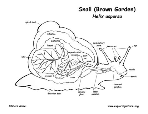  The Snail –  신비로운 과학적 탐구와 거대한 자연의 상징!