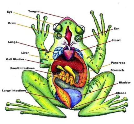 What is the Function of the Fat Bodies in a Frog, and Why Do They Dream of Electric Lily Pads?