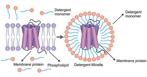 What is the function of this membrane protein? And why does it sometimes feel like it's moonlighting as a bouncer at a molecular nightclub?