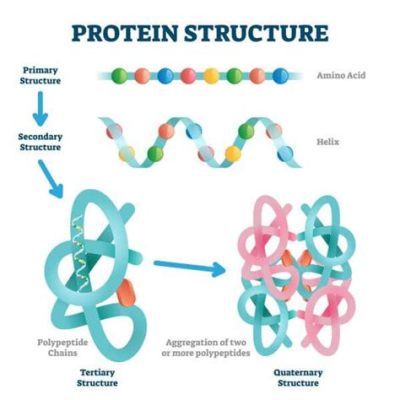 Which of the following is a function of protein? And why do proteins sometimes feel like they have a secret life?